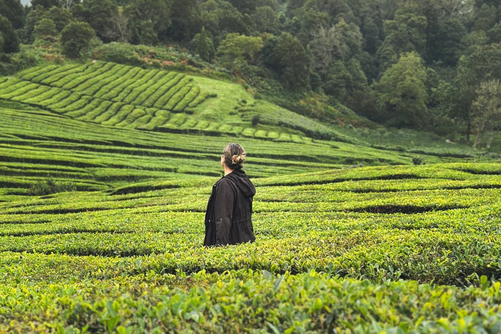 Viaje grupal a las islas azores campos de té