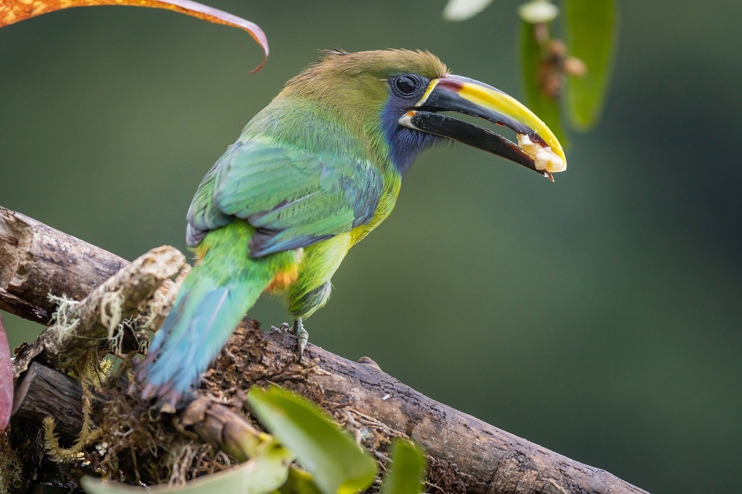 Costa Rica tropical