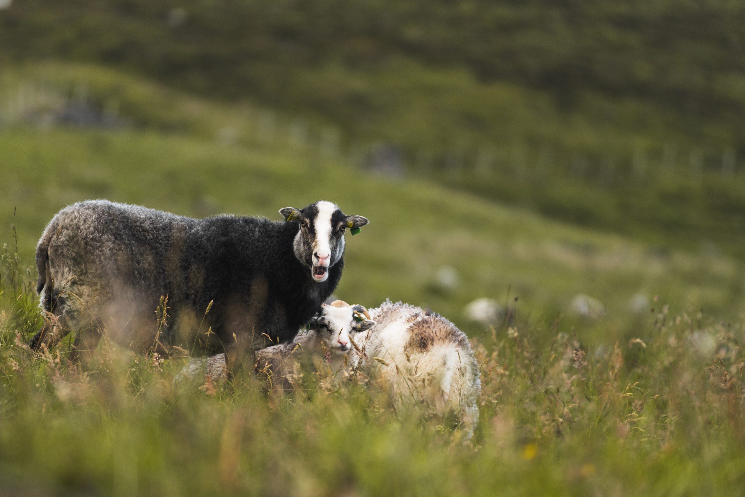 Viaje grupal Noruega Glaciar