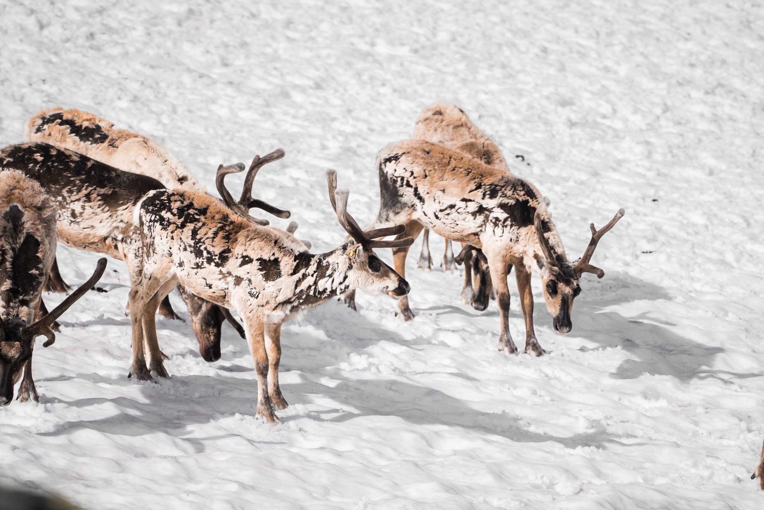 Viaje grupal Noruega Glaciar