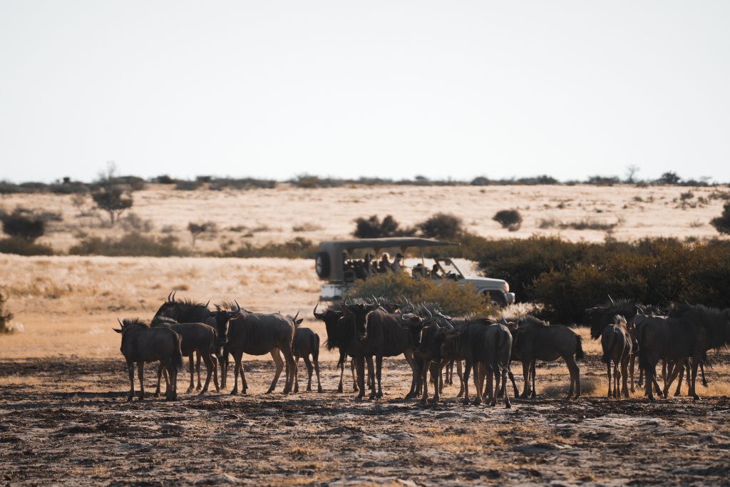 Viaje grupal a Namibia Indomita Kalahari