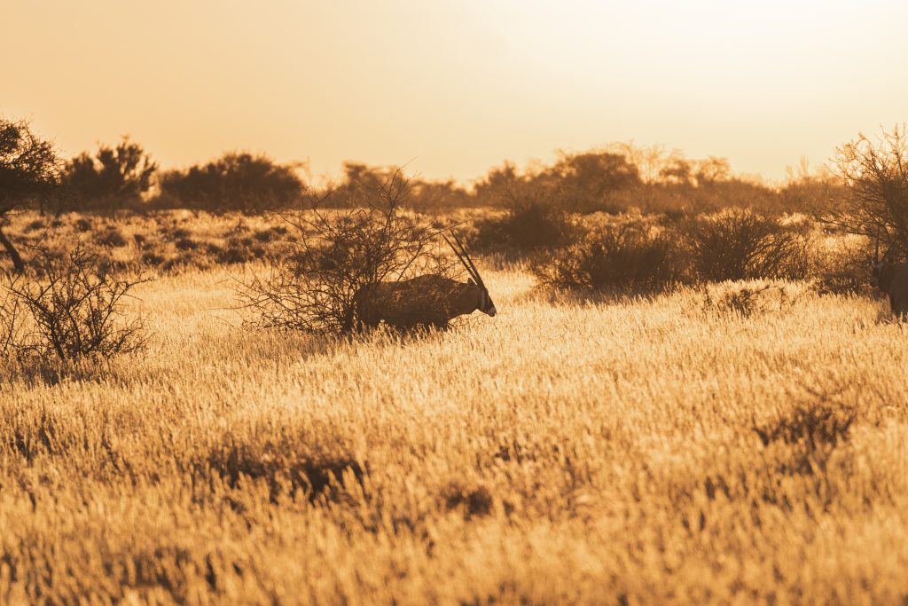 Viaje grupal a Namibia Indomita Kalahari