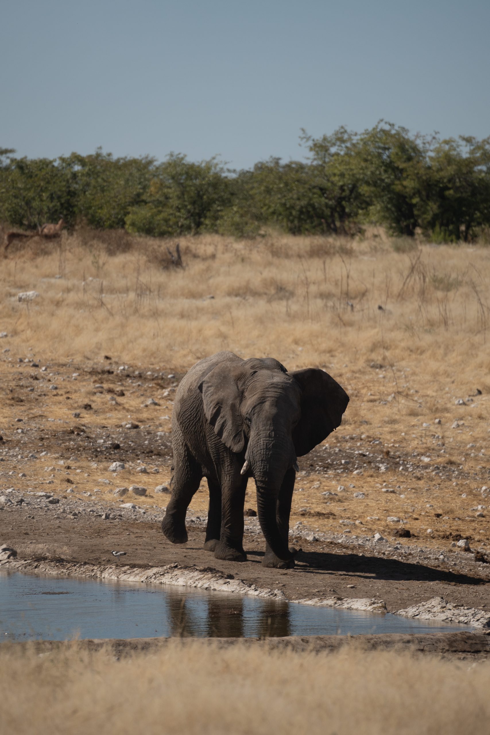 Viaje grupal a Namibia Indomita Etosha