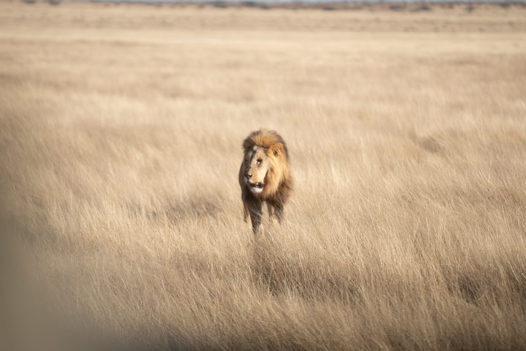 Viaje grupal a Namibia Indomita Etosha
