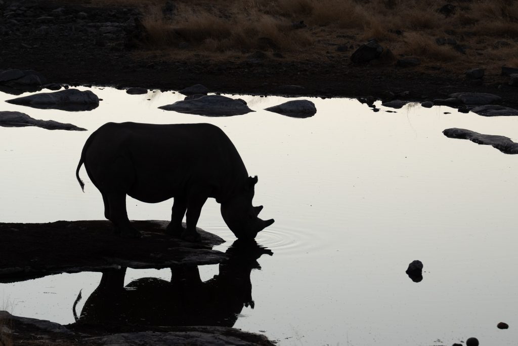 Viaje grupal a Namibia Indomita Etosha