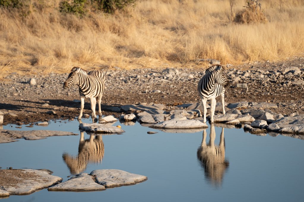 Viaje grupal a Namibia Indomita Etosha