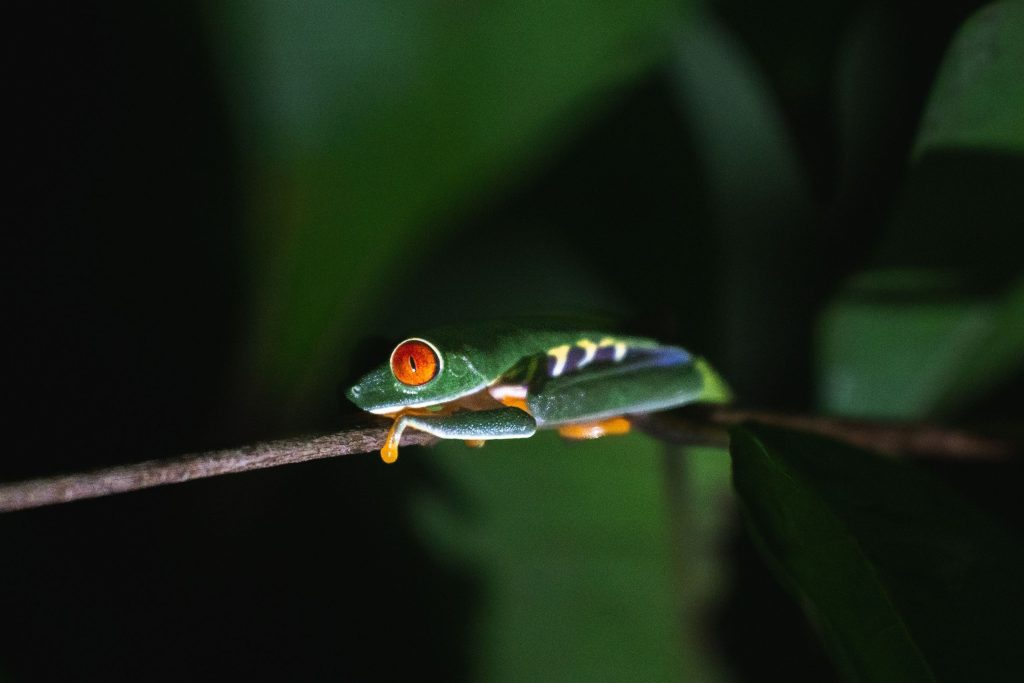 Viaje grupal Costa Rica tropical 2026