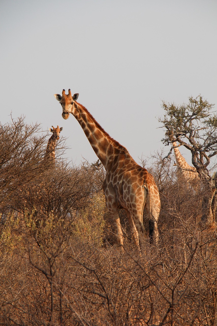 viaje organizado a namibia en grupo safari